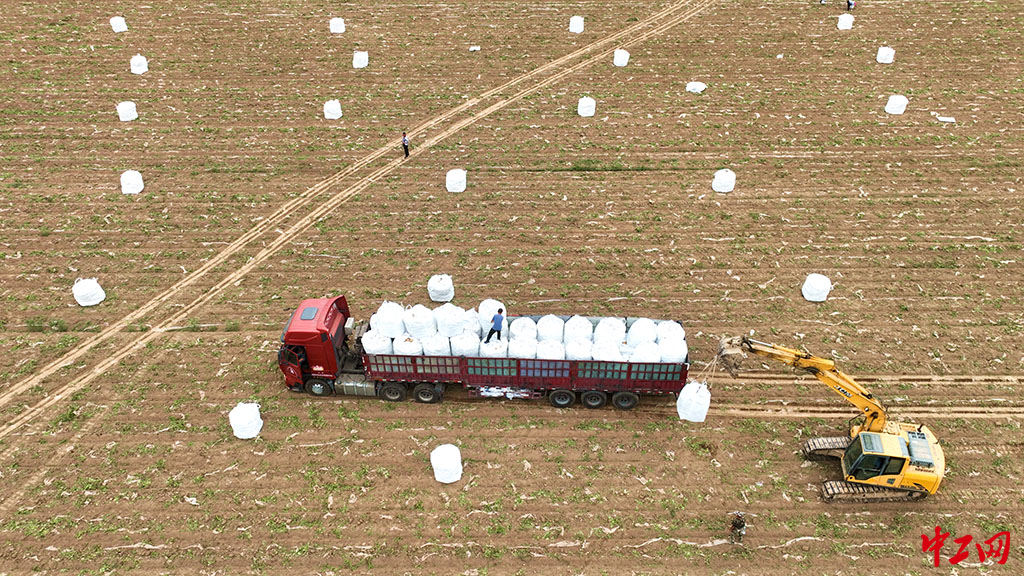29-2《山东茌平:订单农业富农家》 2023年6月18日,在山东省聊城市茌平区振兴街道大崔村,农民在收获马铃薯 - 聊城市茌平区农业农村局 马红坤 29-2《山东茌平:订单农业富农家》 2023年6月18日,在山东省聊城市茌平区振兴街道大崔村,农民在收获马铃薯 - 聊城市茌平区农业农村局 马红坤