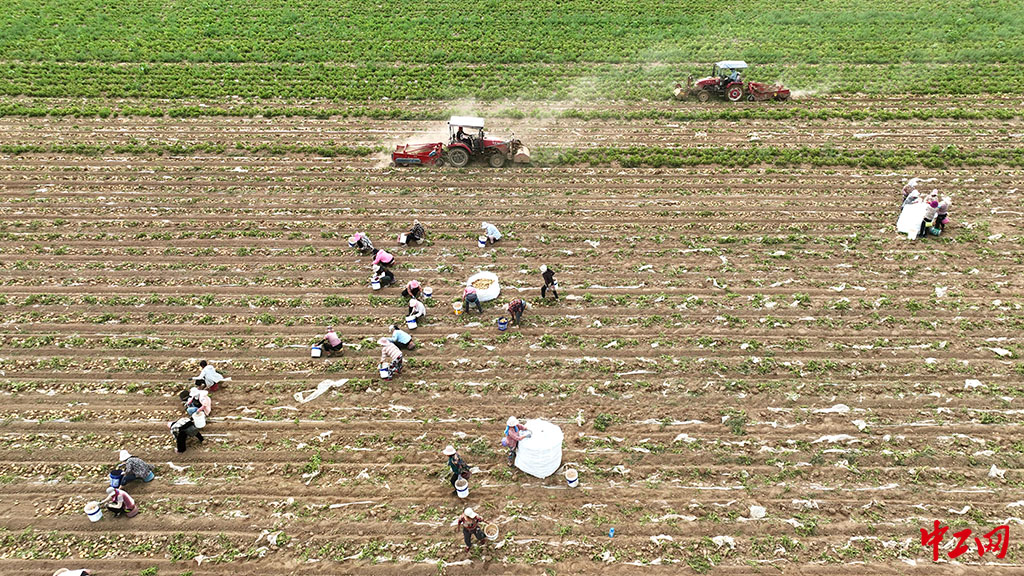 29-3《山东茌平:订单农业富农家》 2023年6月18日,在山东省聊城市茌平区振兴街道大崔村,农民在收获马铃薯 - 聊城市茌平区农业农村局 马红坤 - 聊城市茌平区农业农村局 马红坤 29-3《山东茌平:订单农业富农家》 2023年6月18日,在山东省聊城市茌平区振兴街道大崔村,农民在收获马铃薯 - 聊城市茌平区农业农村局 马红坤 - 聊城市茌平区农业农村局 马红坤