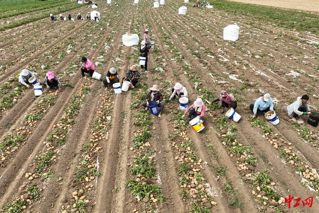 29-4《山东茌平:订单农业富农家》2023年6月18日,在山东省聊城市茌平区振兴街道大崔村,农民在收获马铃薯 - 聊城市茌平区农业农村局 马红坤 29-4《山东茌平:订单农业富农家》2023年6月18日,在山东省聊城市茌平区振兴街道大崔村,农民在收获马铃薯 - 聊城市茌平区农业农村局 马红坤