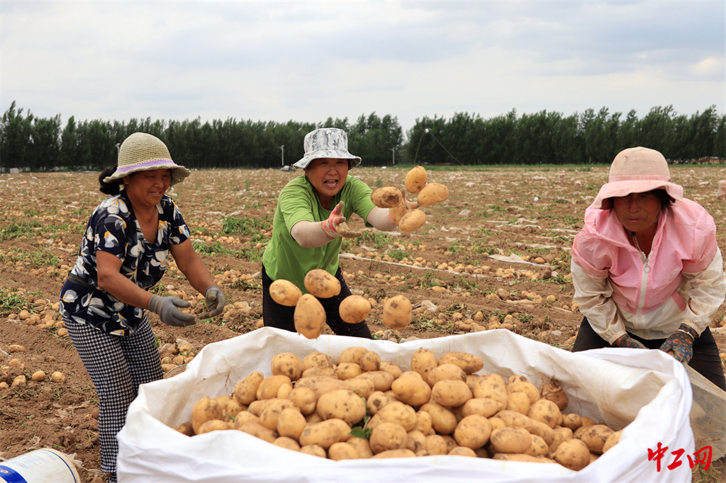 29-5《山东茌平:订单农业富农家》 2023年6月18日,在山东省聊城市茌平区振兴街道大崔村,农民在收获马铃薯 - 聊城市茌平区农业农村局 马红坤 29-5《山东茌平:订单农业富农家》 2023年6月18日,在山东省聊城市茌平区振兴街道大崔村,农民在收获马铃薯 - 聊城市茌平区农业农村局 马红坤