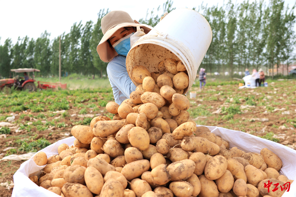 29-6《山东茌平:订单农业富农家》 2023年6月18日,在山东省聊城市茌平区振兴街道大崔村,农民在收获马铃薯 - 聊城市茌平区农业农村局 马红坤 29-6《山东茌平:订单农业富农家》 2023年6月18日,在山东省聊城市茌平区振兴街道大崔村,农民在收获马铃薯 - 聊城市茌平区农业农村局 马红坤
