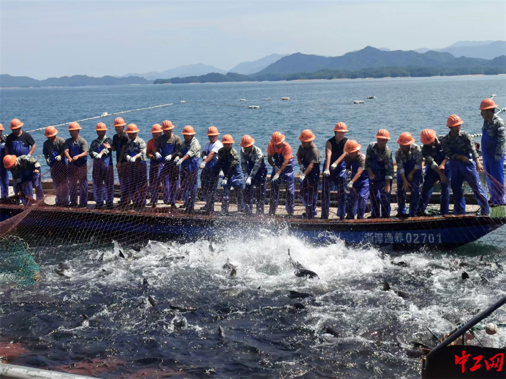 102-《千岛湖巨网捕鱼迎丰收》中国水产杂志社 邱亢铖