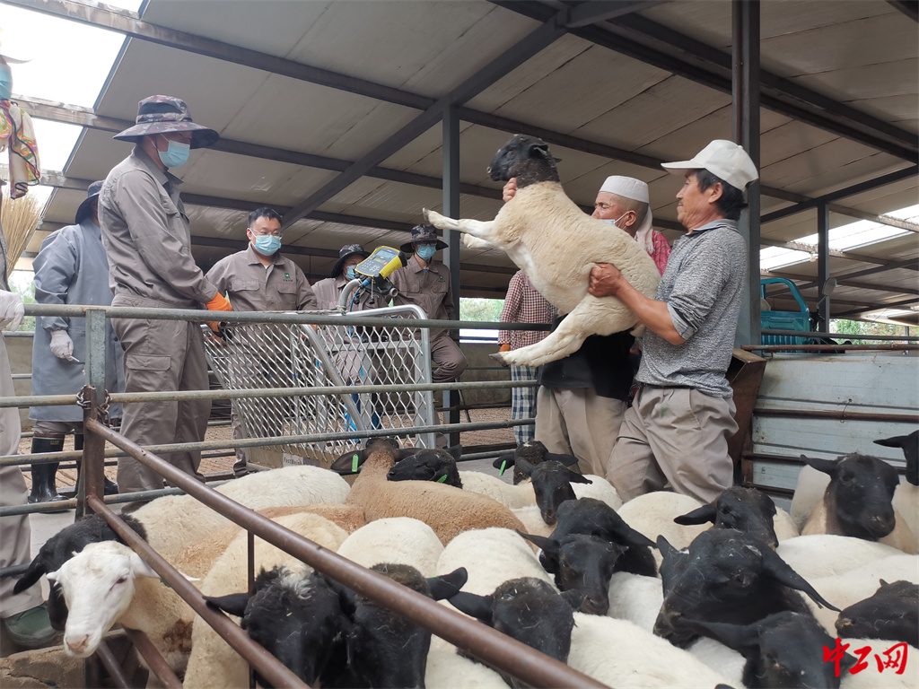 88-1《数据的温度》 尺度衡魂-宁夏中牧亿林畜产股份有限公司 蔡亮 88-1《数据的温度》 尺度衡魂-宁夏中牧亿林畜产股份有限公司 蔡亮