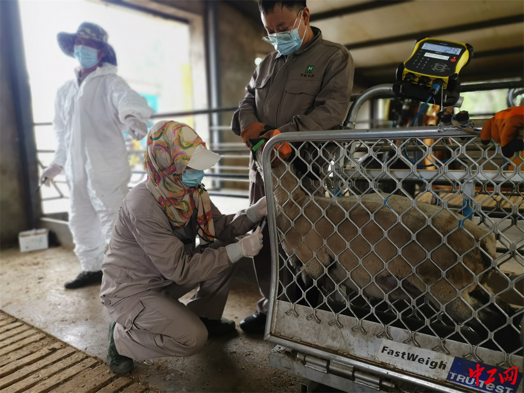 88-2《数据的温度》 尺度衡魂-宁夏中牧亿林畜产股份有限公司 蔡亮 88-2《数据的温度》 尺度衡魂-宁夏中牧亿林畜产股份有限公司 蔡亮