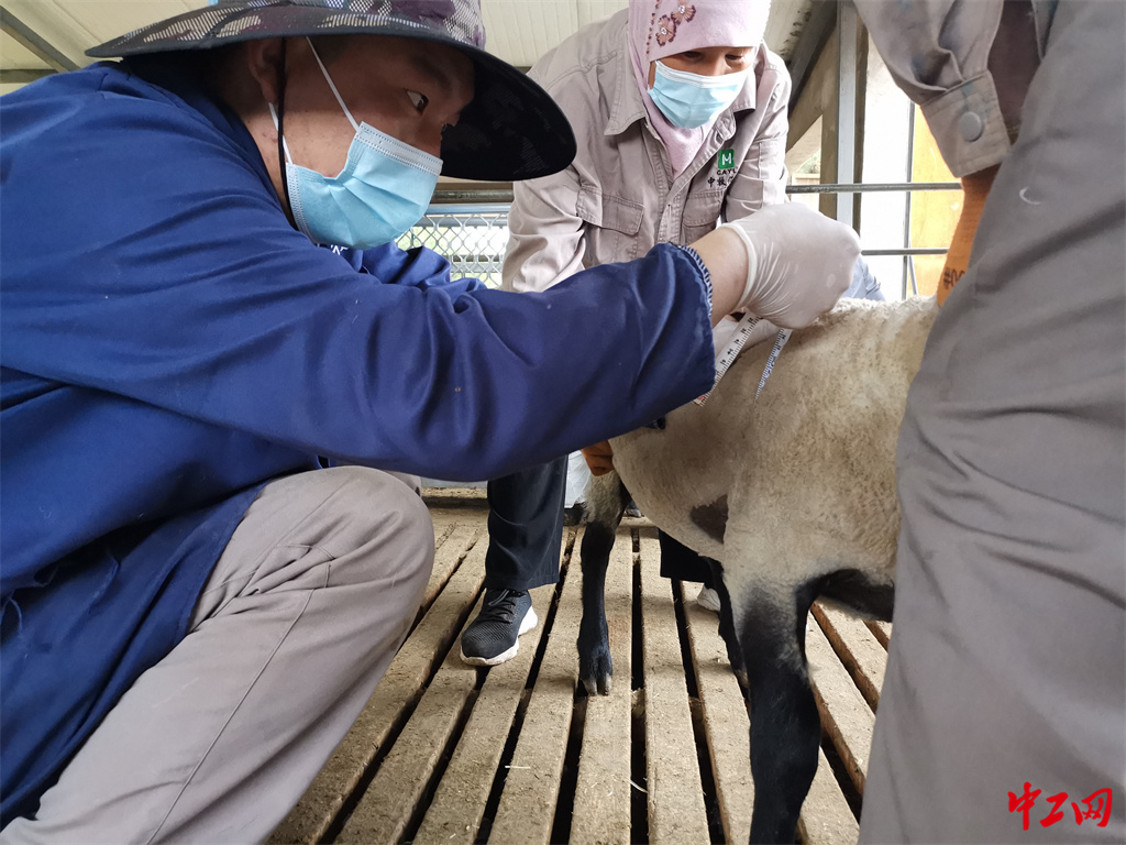 88-4《数据的温度》 尺度衡魂-宁夏中牧亿林畜产股份有限公司 蔡亮 88-4《数据的温度》 尺度衡魂-宁夏中牧亿林畜产股份有限公司 蔡亮