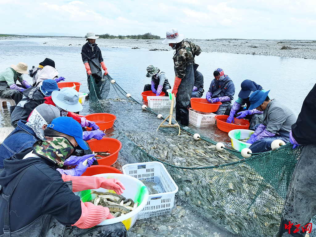146-《催产师》青海湖裸鲤救护中心 俞录贤 146-《催产师》青海湖裸鲤救护中心 俞录贤