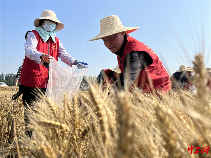 33-1《风吹麦浪党旗红  助力麦收当先锋》 - 菏泽市农科院 戚凤秋