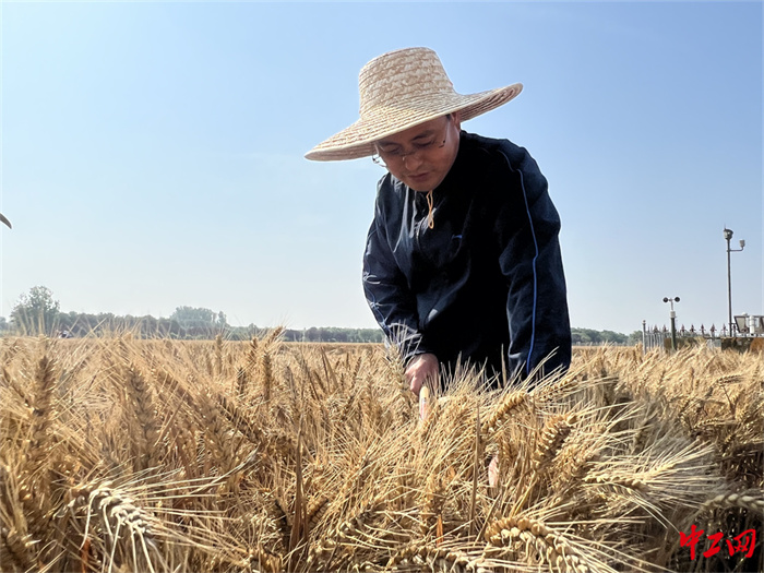 33-2《风吹麦浪党旗红  助力麦收当先锋》 - 菏泽市农科院 戚凤秋
