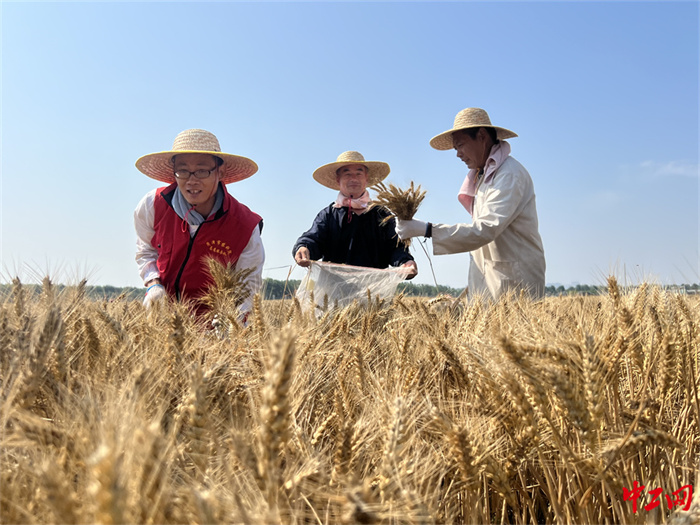33-3《风吹麦浪党旗红  助力麦收当先锋》 - 菏泽市农科院 戚凤秋