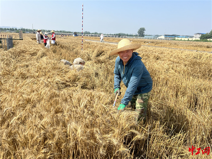 33-4《风吹麦浪党旗红  助力麦收当先锋》 - 菏泽市农科院 戚凤秋