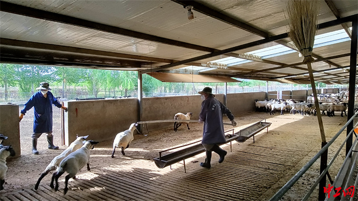 89-《套羊的汉子》宁夏中牧亿林畜产股份有限公司 屠海军