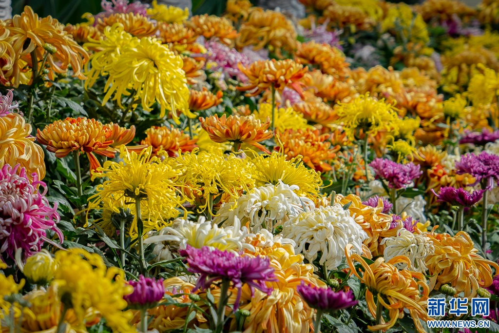 寒露秋意浓菊黄绽花蕊