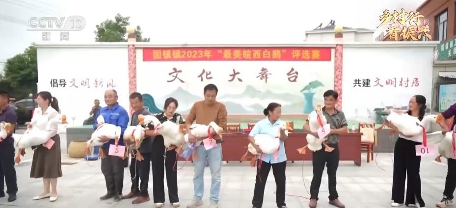 鹅致富经_鹅致富养殖_致富经鹅