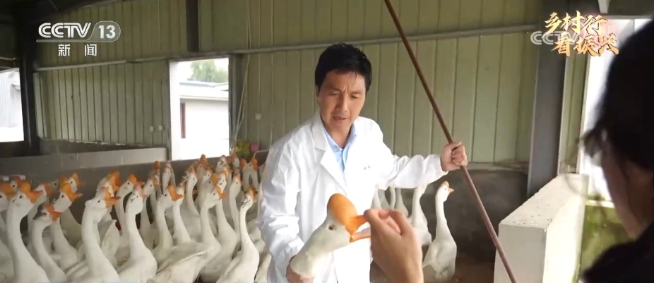 致富经鹅_鹅致富经_鹅致富养殖