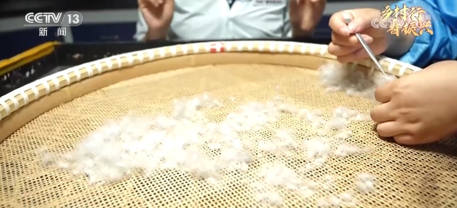 鹅致富养殖_鹅致富经_致富经鹅