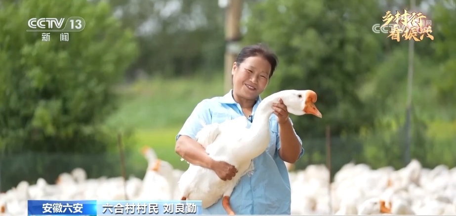 致富经鹅_鹅致富养殖_鹅致富经