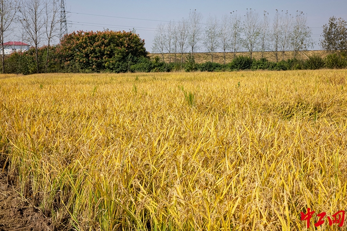 1.10月18日，正大潢川现代农业产业园实验稻田。（王威 摄）