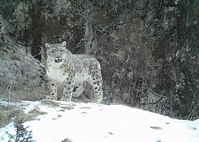 青海雪豹数量约有1200只