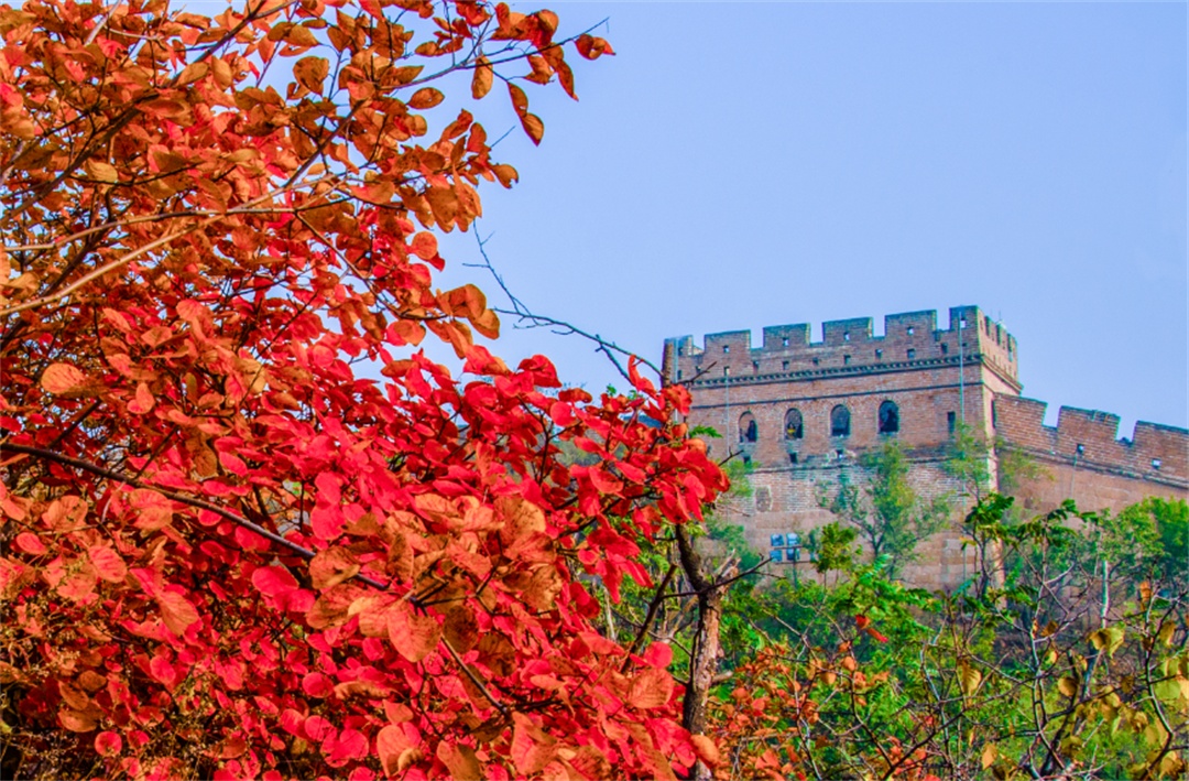八达岭长城红叶进入最佳观赏期 - 旅游 - 中工网