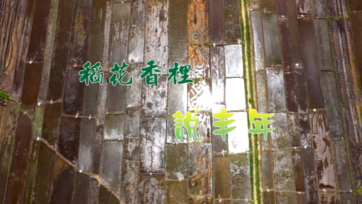 身边榜样丨稻花香里说丰年