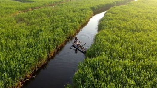 《白洋淀的芦苇荡》