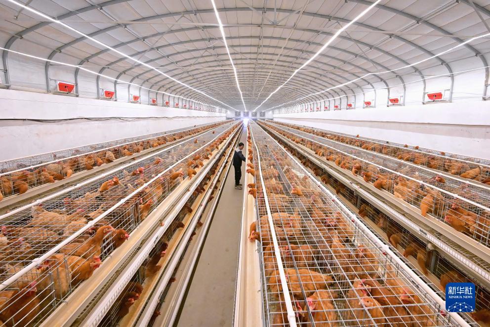 河北芦台打造蛋鸡全产业链助增收