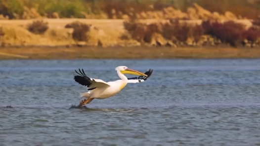 《你好河北》系列：世界湿地日公益广告