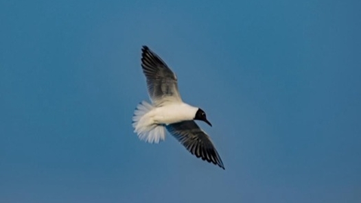 《秦皇岛海滨》