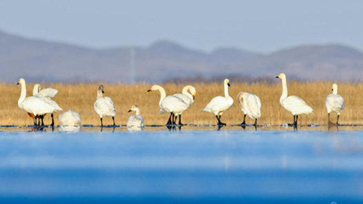 《沽源生态美之小天鹅》