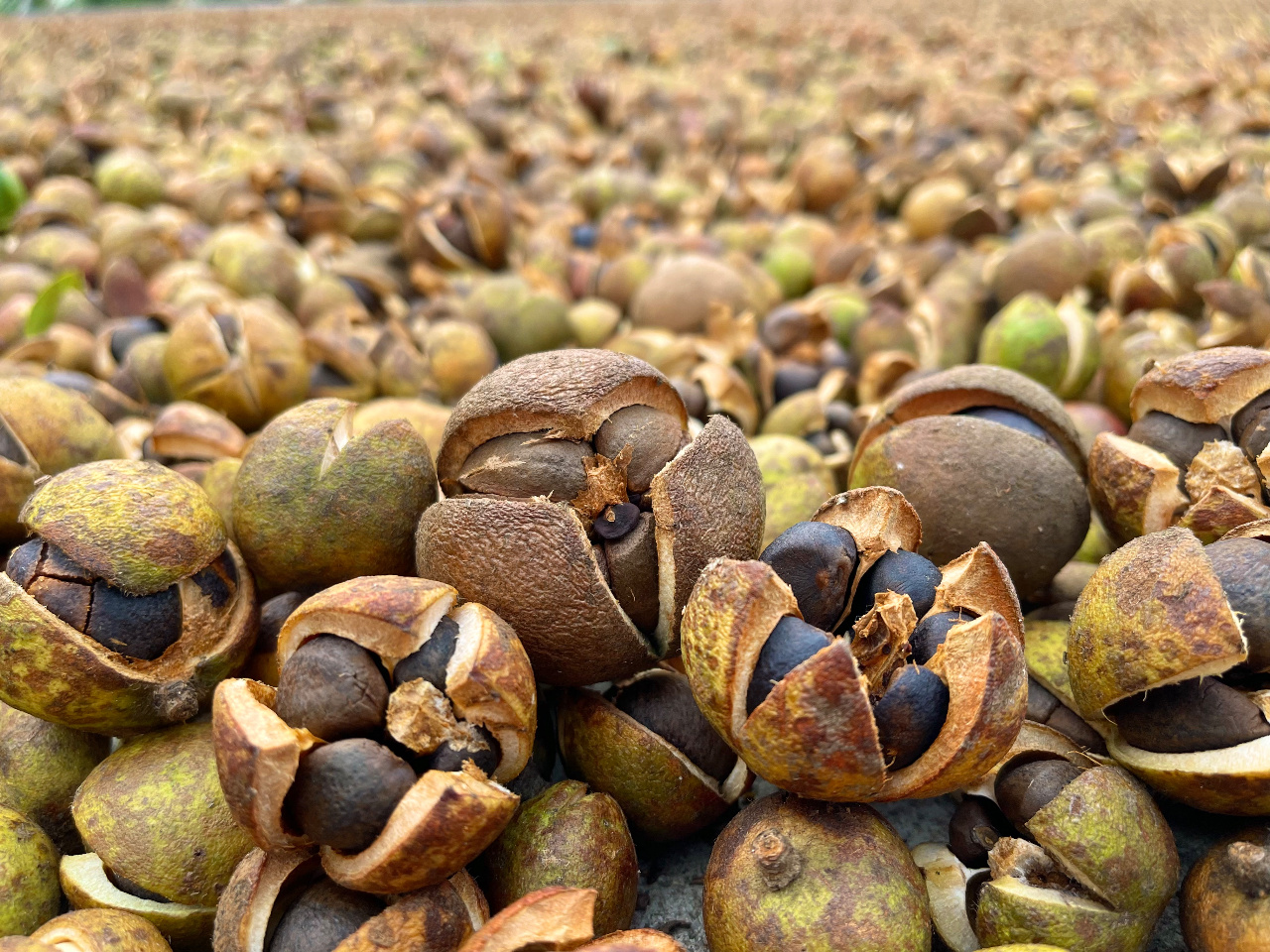 油茶产业发展三年行动开局良好