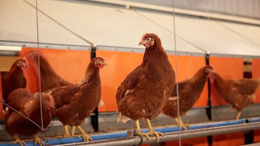 拉萨市大力发展藏鸡养殖业