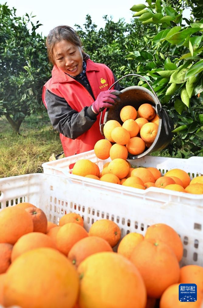 甜橙专业合作社