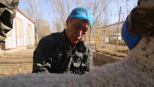 匠人匠心·内蒙古自治区第七届“北疆工匠”｜王文义：羊群里的科学家