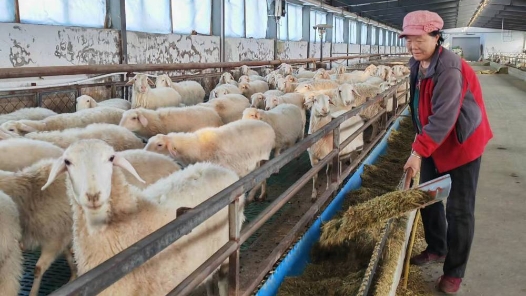 新春走基层·黄土地上的“大食物”∣一只羊的科技含量
