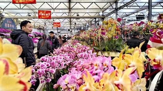 新春走基层丨好香的年味！蝴蝶兰成为西北老乡过年“新宠”