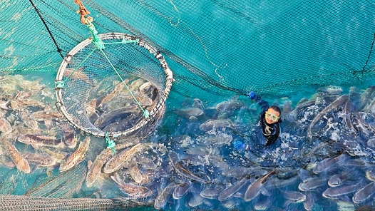 新春走基层｜耕海牧渔的“海上粮仓”