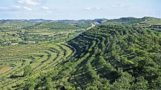 马晖玲代表：立足实际推进草种业高质量发展