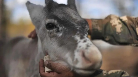 全国政协委员杜明燕——为驯鹿“寻路”