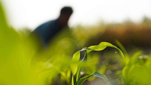 杜岗代表：忠实担当作为 不负人民期待