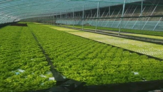 “2万多亩”里的新质生产力