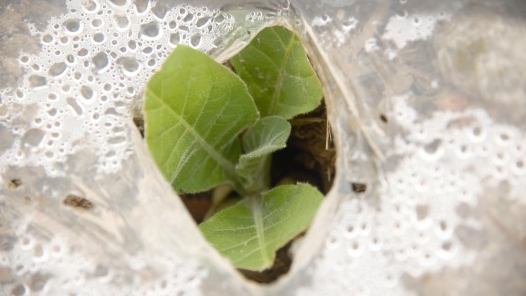 全国人大代表魏巧：为破解“新农人”发展堵点建言