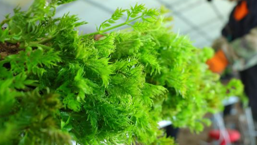 全国政协委员程玉珍：发展乡村产业促振兴