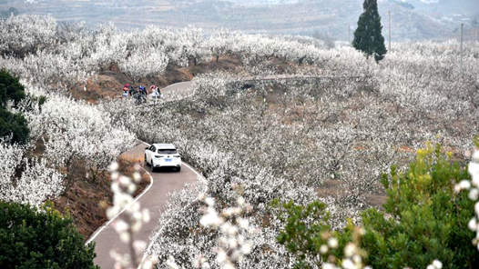 新时代·高质量·硬道理丨有产值、有颜值、有价值——代表委员共话乡村振兴新图景