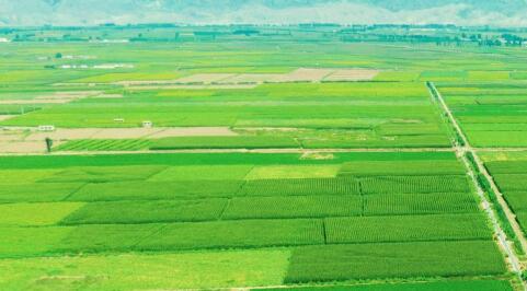 走共同富裕的乡村振兴道路