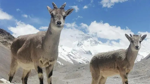 两会·读懂中国｜“走出了一条具有自身特色的绿色发展之路”
