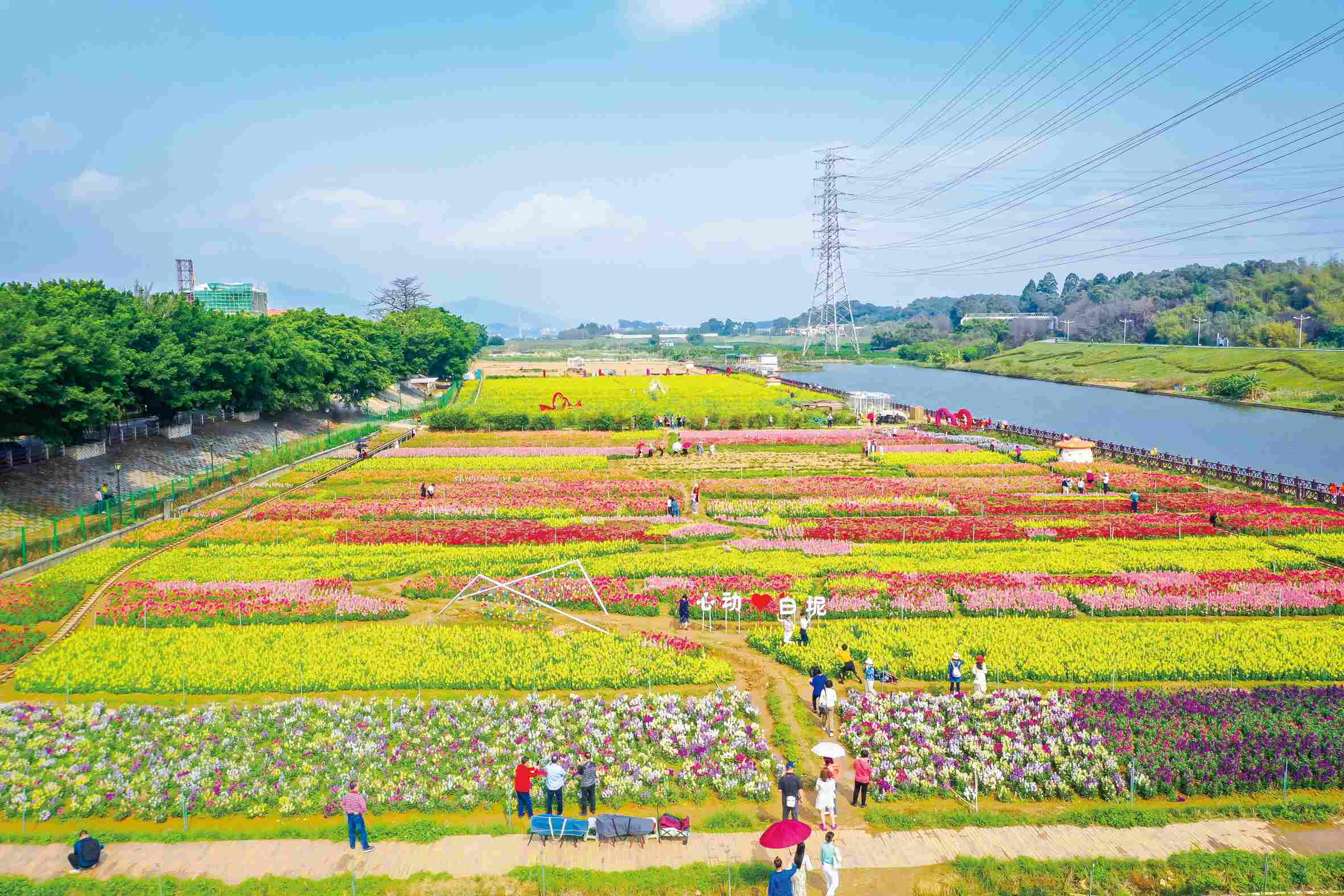 广东各地文化和旅游部门以花为媒,推介赏花景点,打造