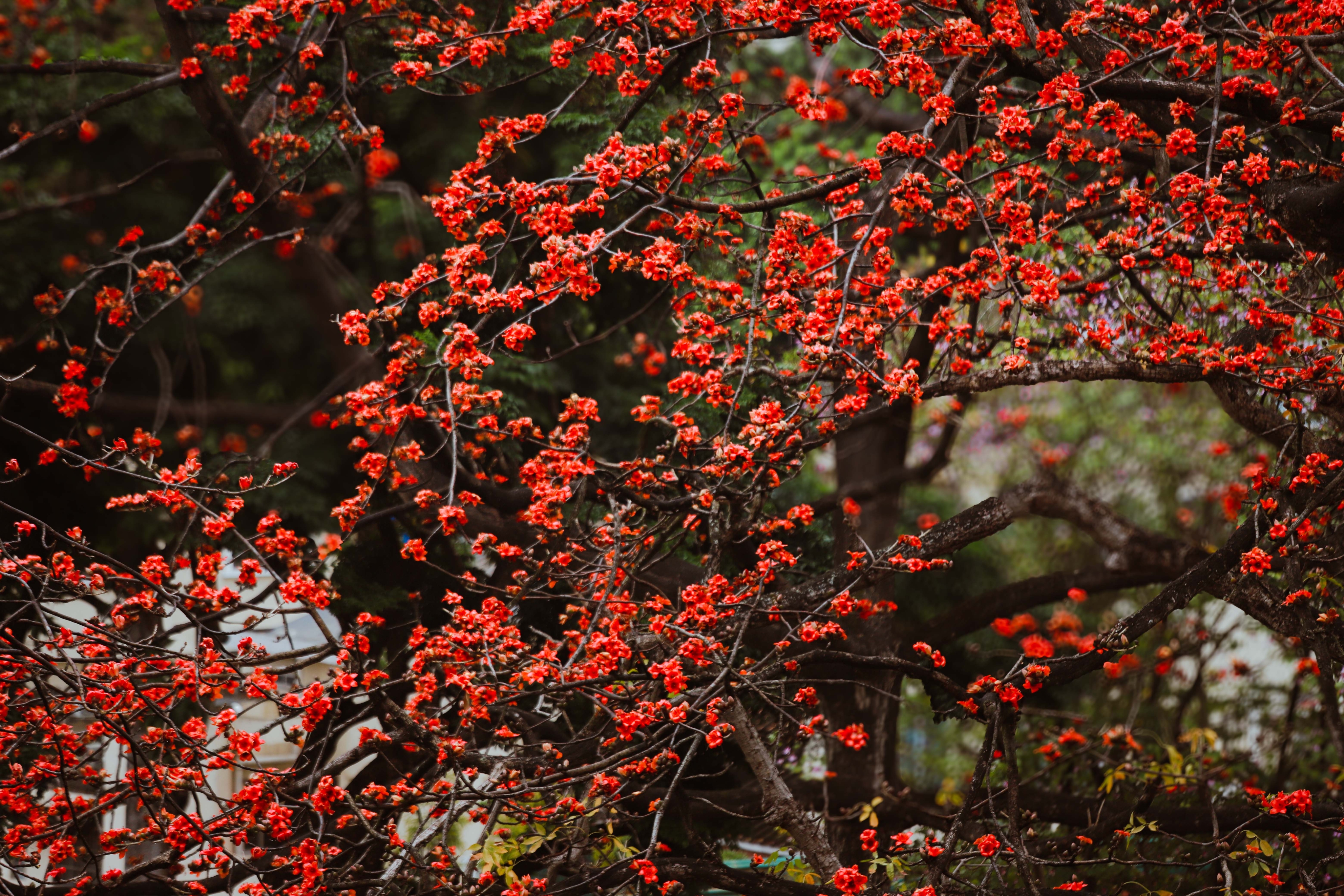 木棉盛开。杨文涛摄