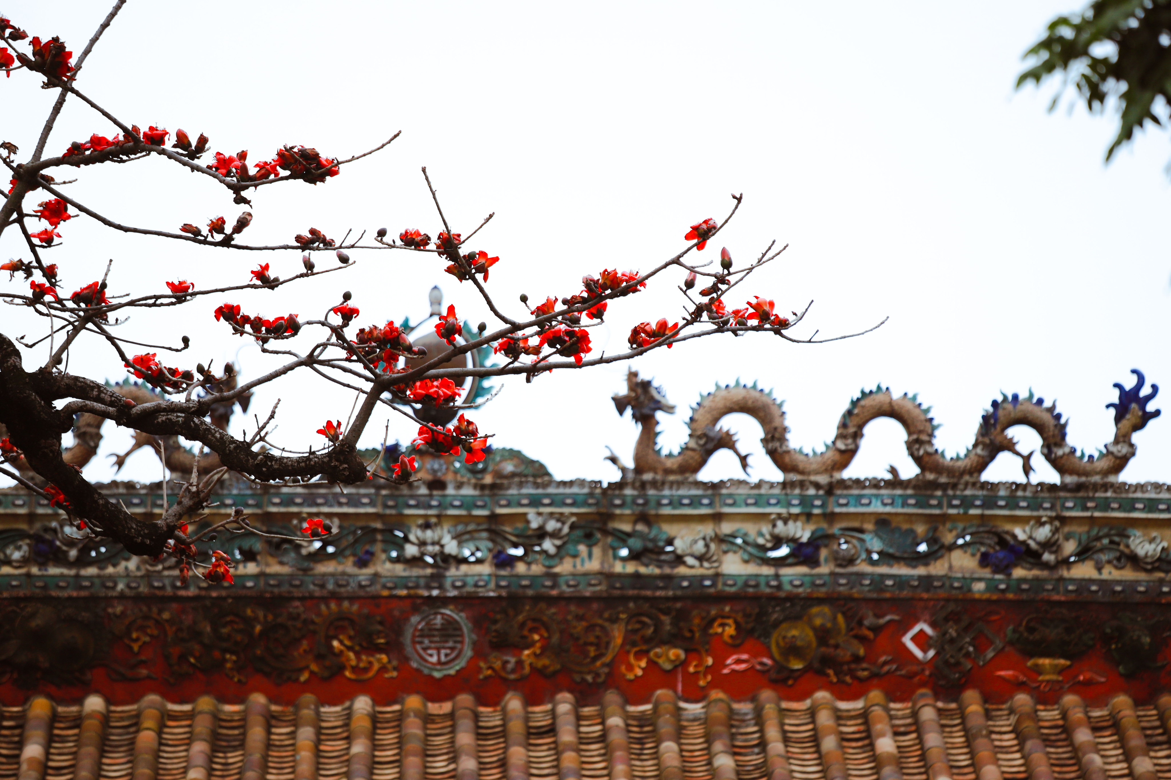 木棉恣意绽放。杨文涛摄