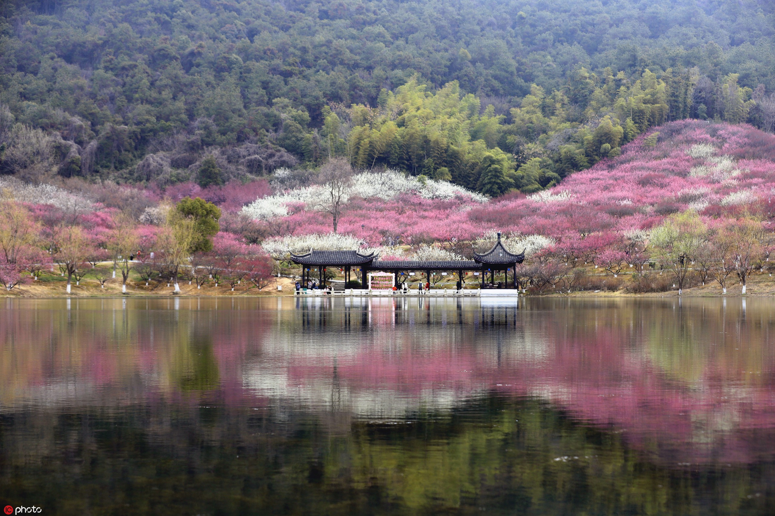 阳春三月江苏张家港梅花绽放引客来