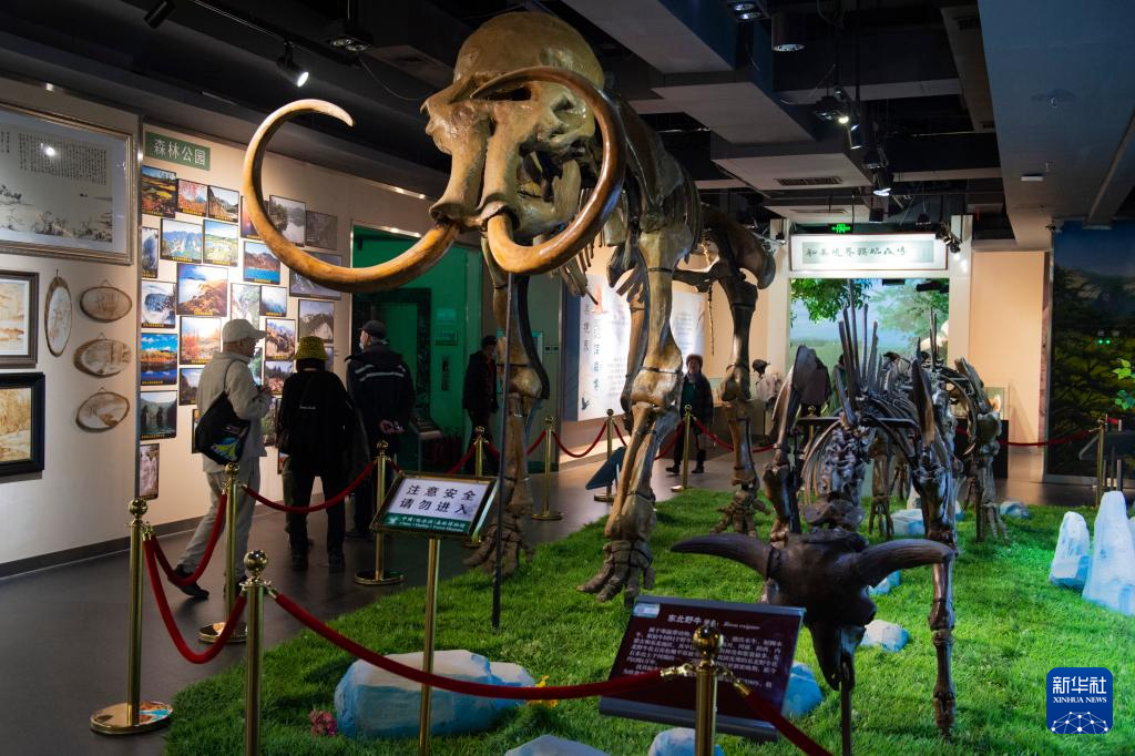 世界森林日探访中国哈尔滨森林博物馆